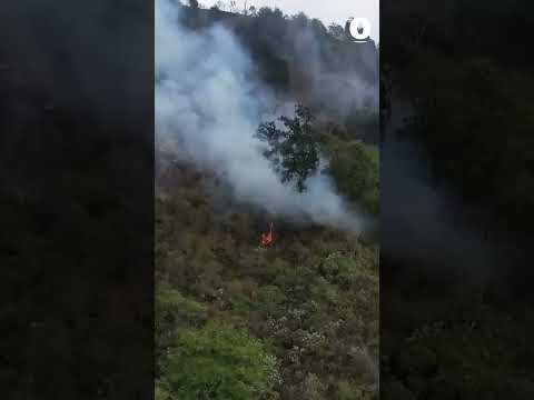 111 incendios forestales en Costa Rica: Bomberos alerta de la afectación a los pequeños animales