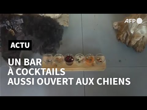 A Londres, un bar à cocktails pour les chiens et les humains | AFP