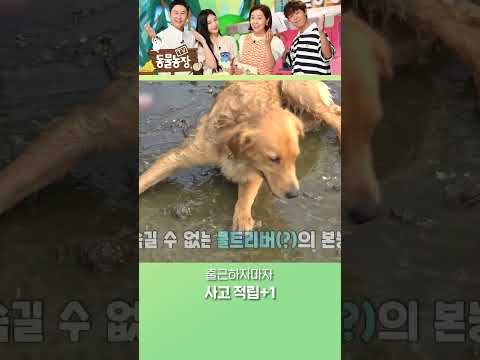 오느라 힘들었으니 진흙 샤워부터 해야징🚿 #TV동물농장