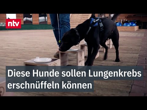 Diese Hunde sollen Lungenkrebs erschnüffeln können | ntv Service