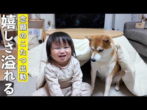 久しぶりのこたつの登場に柴犬と2歳娘がこうなっちゃいましたw