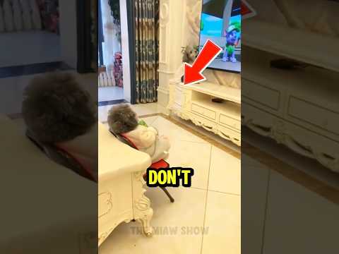 Dogs watching TV🤣 #dog  #funny #shorts