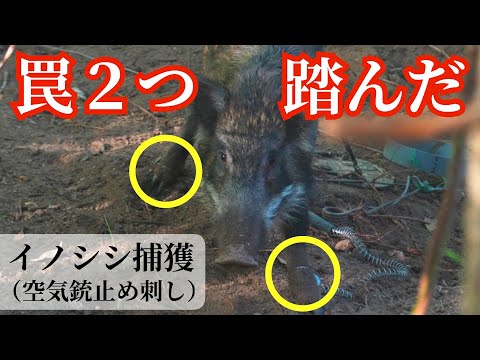 【止め刺しあり】罠2つ踏んじゃった若イノシシ【有害鳥獣駆除】4K UHD