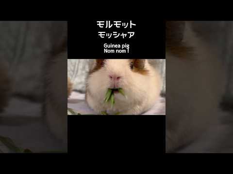 頬張りすぎたモルモット