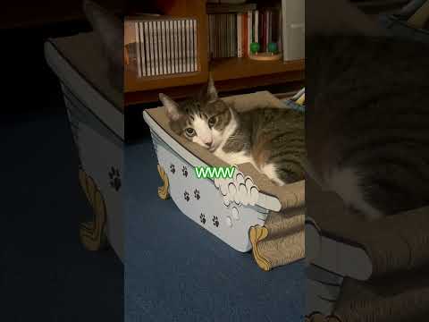猫の変顔にまんまとツボってしまった…