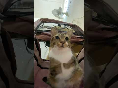 猫の動画サムネイル - meimeisangnei version 2 #cat #dinocattutu