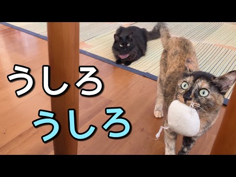 甘える姿を見られたプライド高い猫