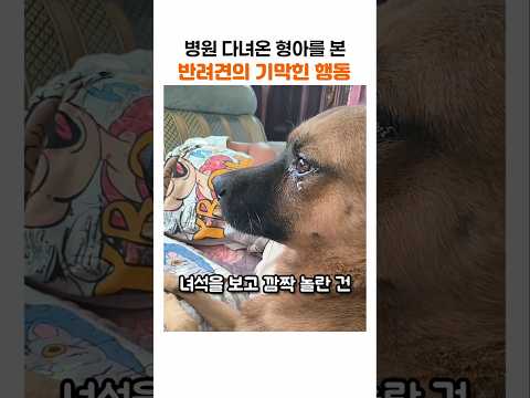 <strong>병원</strong> 다녀온 주인을 본 댕댕이의 기막힌 행동