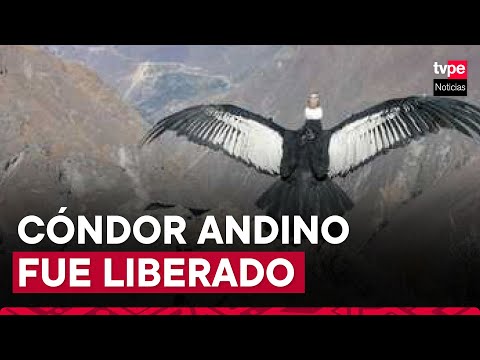 Arequipa: Serfor libera a tercer cóndor andino recuperado