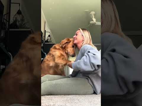 犬の動画サムネイル - coming home to my golden retriever🤍 #goldenretreiver #dog #puppy #goldenretreivers #bestpuppy #fyp