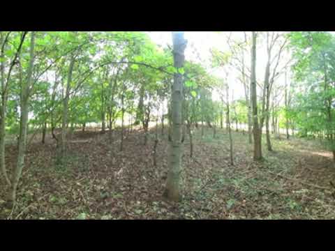 Woodland Dawn Chorus 2