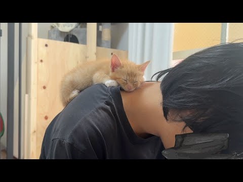 肩にしがみついたまま寝ちゃった子猫