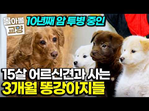 “버려진 아이들 데려왔더니” 어느새 11마리?｜평생 함께한 반려견 투병에 생긴 슬픔을 치유해 준 따뜻한 생명들 #몰아볼교양