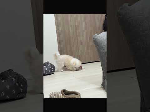 転がるおもちゃであそぶべるちゃん #犬 #いぬ #子犬 #こいぬ #チワマル #ちわまる #超小型犬 #癒し #いぬのいる暮らし #dog #puppy #chiwamaru #cute