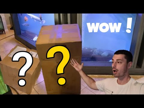 Two Surpise Mystery Boxes Unboxing some unique new additions to the monster fish room!

Source for driftwood_
https_//www.inst