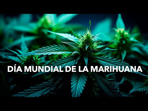 Día Mundial de la Marihuana