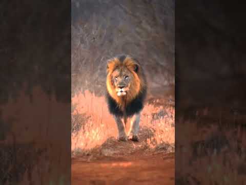 Lion facts #lion #fact #shorts #viral #dangerfactsboy @Dangerfactsboy