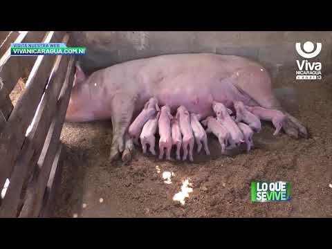 Estrategia de inseminación artificial fortalece hato porcino en Estelí
