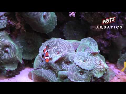 Reef Tank - 60 Seconds of Aquatic Beauty Another one of the tanks we have in the office here at Fritz Aquatics. A couple of false Perculas, F