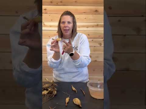 Trick to save dahlia tubers with damaged end : Zone 5 : flower farm : dig, split, store tubers