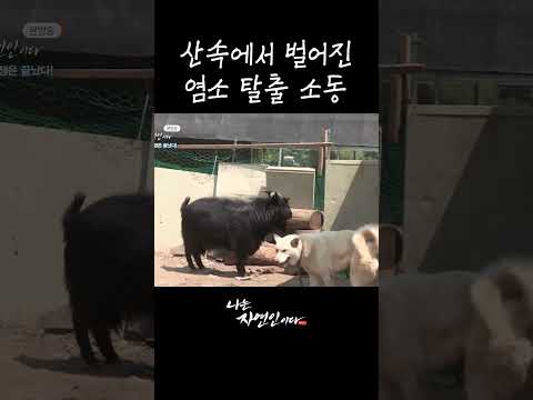 산속에서 벌어진 <strong>염소</strong> 탈출 소동 #shorts