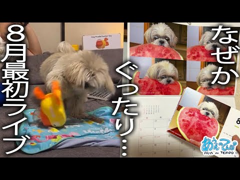 【お知らせあり】ぐったり…8月最初のシーズー犬てんぽ【金曜20時定時ライブ】2025.08/01