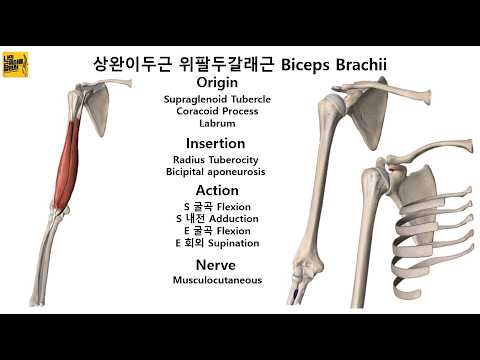 바벨컬 운동을 위한 해부학 및 운동방법의 기초
