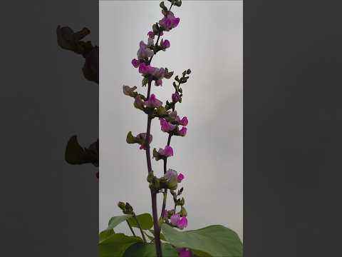 Harvest to saim pali #garden #ytshort #terracegarden #harvest