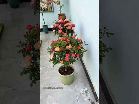 Como deixar suas roseiras coloridas #planta #roseiras #dicasdejardinagem #jardim #jardinagem