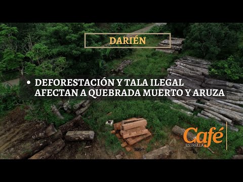 Deforestación y tala ilegal afectan a Quebrada Muerto y Aruza en Darién