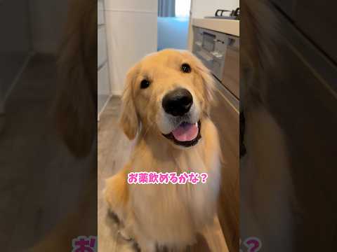 ゴールデンレトリバーの楽しい日常としつけのコツ サムネイル