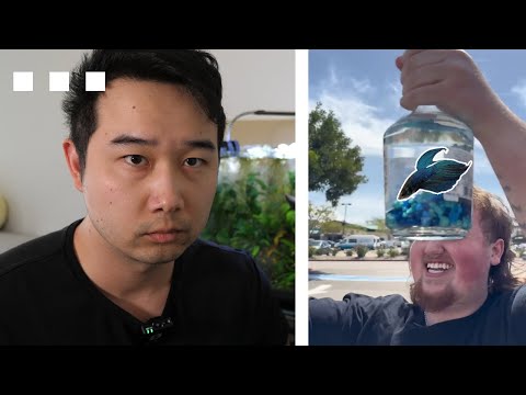 Fishkeeper reacts to Hennessy bottle Betta Fish Ta ►► JOIN the Fishkeeping Discord & SUBMIT your Fish Tank https_//bit.ly/3z05bpC
🙏 Thank you fo