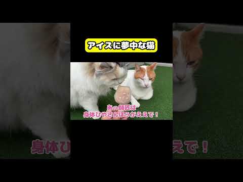 猫の動画サムネイル - アイスに夢中な猫　#猫 #おもしろ #アテレコ #ニャンチューバーつくし