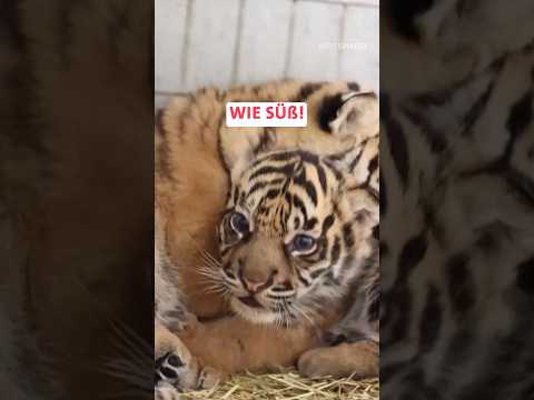 Viel zu niedlich: Tigerbabys in Frankreich