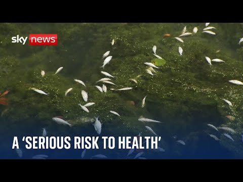 Dead fish seen in canal after toxic chemical spillage sparks major incident