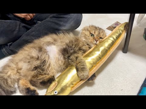 猫に金ピカの宝物を献上したら喜びのあまりこうなりました