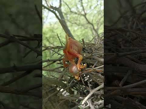 Cuckoo baby was about to fall from the nest #shorts