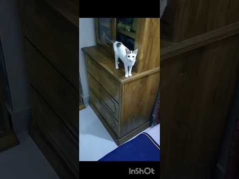 হাসিনা নানি একা পালাইস না আমারে লইয়া যা🤣😅#funnyvideo #trandingshorts #5thaugust #hasina #catshorts