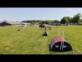 Springpaard Rechtstreeks van fokker: 7-jarige sport-/fokmerrie, allround