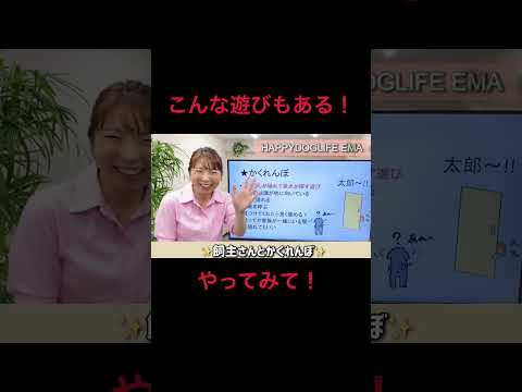 【犬 遊び方】おもちゃで遊ばない犬の遊び方！犬のしつけエマ犬アカデミー【犬のしつけ＠横浜】 #子犬しつけ#犬遊び方 #横浜しつけ教室