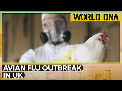 UK Detects First Bird Flu Case in Sheep, Sparks Alarm | World DNA | WION