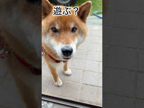犬の動画サムネイル - ’25.5.26 力丸のやりたいこと… #柴犬 #shibainu #柴犬の日常 #柴犬のいる暮らし #遊ぶ犬 #見守り #力丸