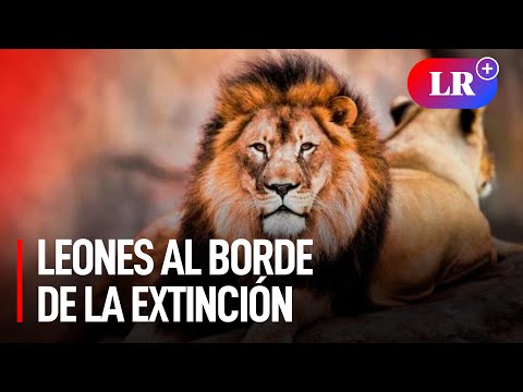 La supervivencia del león está amenazada: apenas quedan 20.000 ejemplares