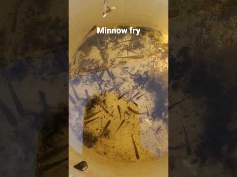 Minnow babies from the 300 gallon minipond. This is the beginning of the yield from my 300g stock pond housing White Cloud Mountain Minnows.