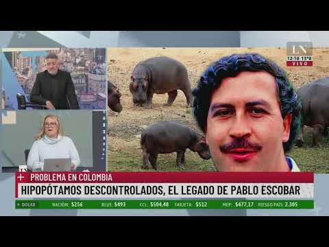 Hipopótamos descontrolados, el legado de Pablo Escobar