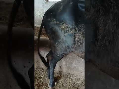 गाय की टांग टूट गई Broken leg of cow