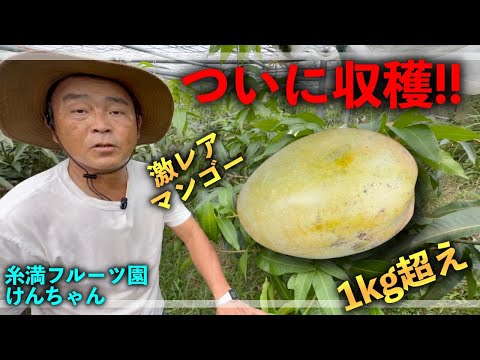【ついにきた】8月の様子！あの激レアマンゴーついに収穫！！食べます！！！【糸満フルーツ園けんちゃん】