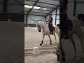 Dressage pony 6 jarige talentvolle dressuurpony