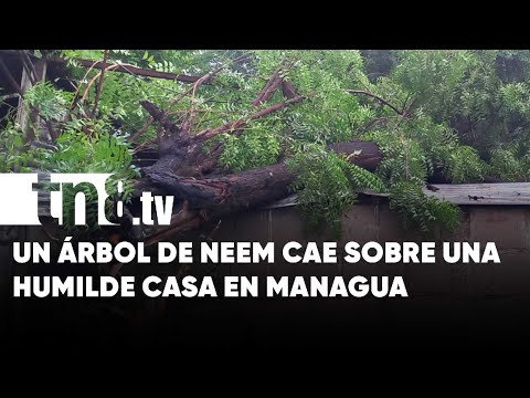 Cae árbol sobre vivienda en Anexo a Valle Dorado, no se reportan víctimas - Nicaragua