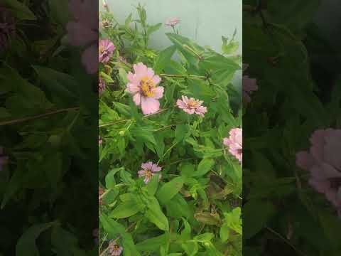 #అందాలు 🌸🌺💗